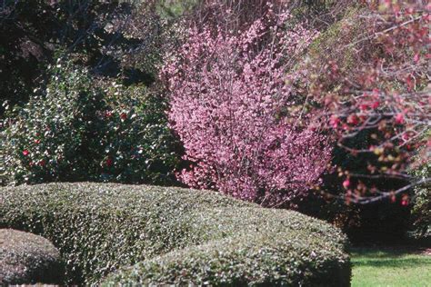 Taiwan Cherry Blossoms Offer Late Winter Color Mississippi State