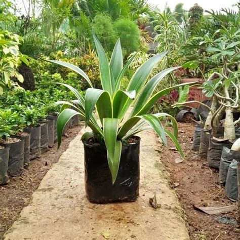 Jual Tanaman Hias Agave Hijau Siklok Sansivera Sanseviera