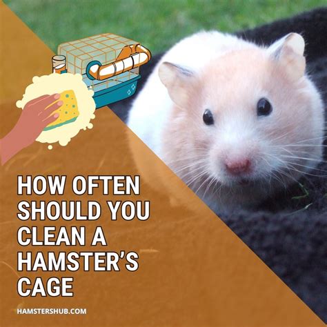 How Often Should You Clean A Hamsters Cage Heres A Routine