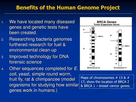 Ppt Human Genome Project Stem Cells And Cloning Powerpoint