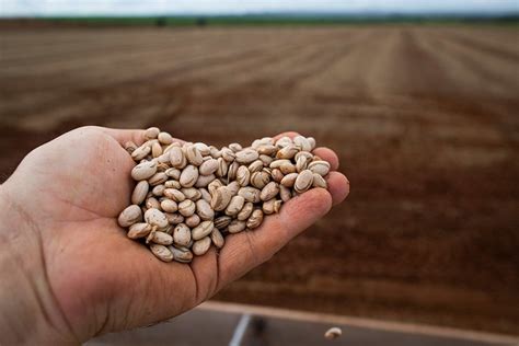 Benefícios no cultivo do feijão está na mesa na nutrição do solo e no