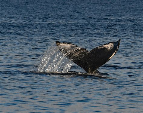 Whale Tail Forum Community Discussions and News 14