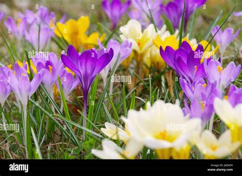 Krokus Crocus 84 Stock Photo Alamy