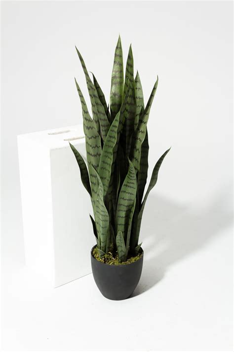 Fp005 Zio Faux Snake Plant Prop Rental Acme Brooklyn