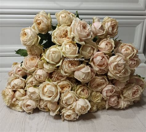 Джульетта пинк Juliet Pink — Плодопитомник Древо Жизни