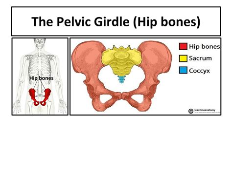 Solution Pelvic Girdle Bones Of Lower Limb Studypool