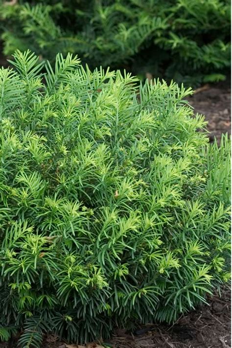 Buy Duke Gardens Dwarf Japanese Plum Yew Cephalotaxus Free Shipping