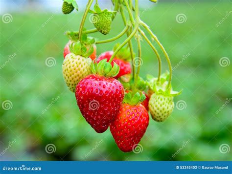 Erdbeeren Im Obstgarten Stockbild Bild Von Vitamin Betriebsbereit