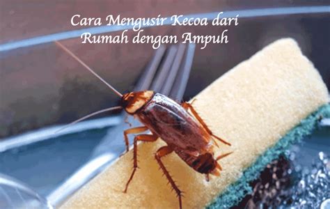 20 Cara Mengusir Kecoa Dari Rumah Dengan Ampuh BAMS