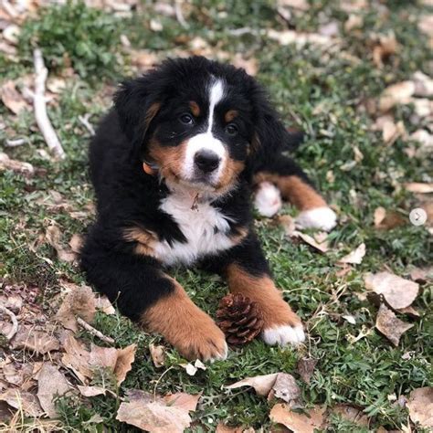 30 Best Dog Names For Beautiful Bernese Mountain Dogs [PICTURES ...