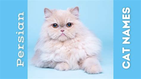 200+ Persian Cat Names - Fluffy, Fanciful, and Fun!