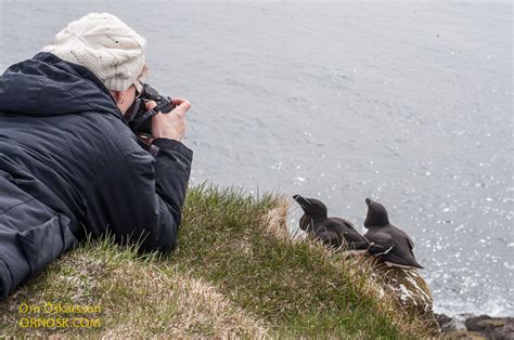 Alca torda | ORNOSK – birds, landscape, weather