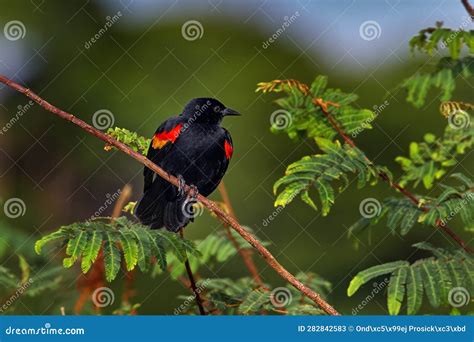 Red Winged Blackbird Agelaius Phoeniceus Exotic Tropical Black