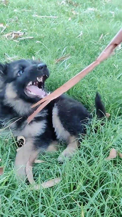 Max German Shepherd Puppy Itching Youtube