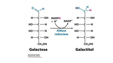 Galactose metabolism