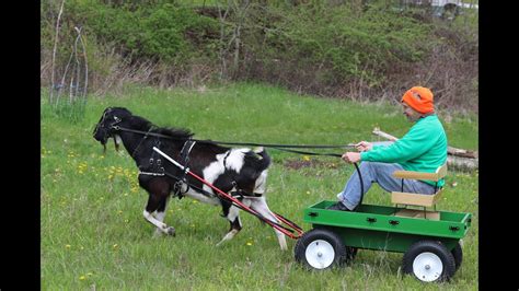 Training Goats To Pull A Cart Youtube