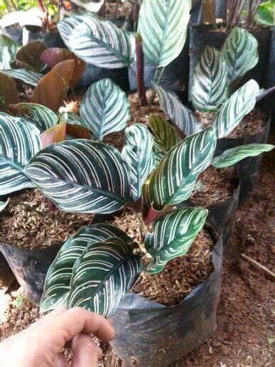 Jual Tanaman Hias Calathea Ornata Pinstripe Di Lapak Wadah Tanaman