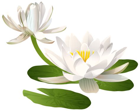 Water Lily Transparent Png