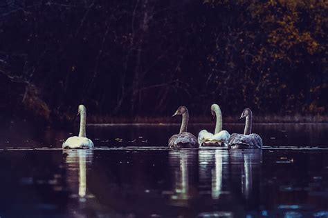 Swans Group Lake Free Photo On Pixabay Pixabay