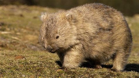 Rare Northern Hair Nosed Wombat Born In Australia BBC News