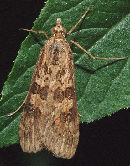 Brown Moth Nomophila Nearctica Bugguidenet