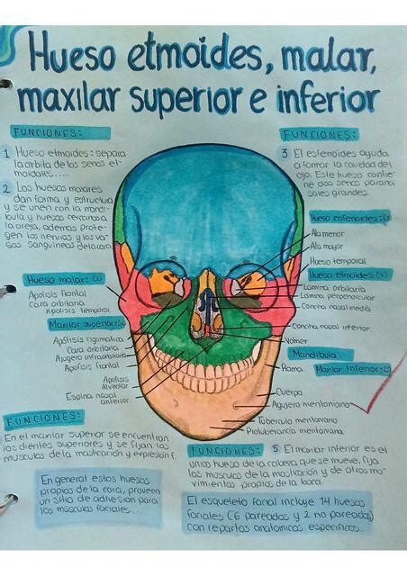 Hueso Etmoides Malar Maxilar Superior E Inferior Liz Parra UDocz