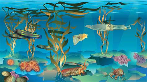 Kelp Forest Animals