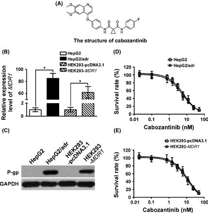 Cytotoxicity Of Cabozantinib In The Parental And P Gp Overexpressing