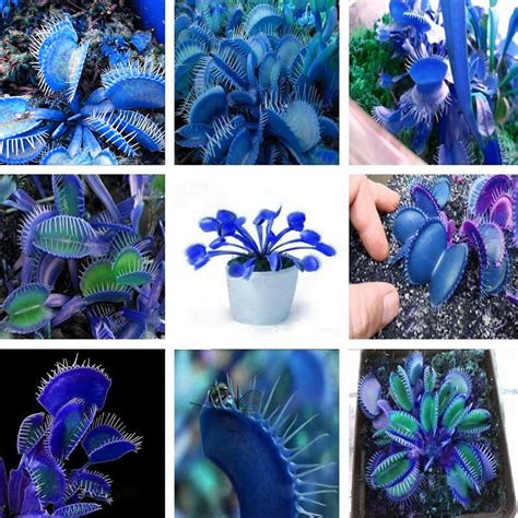 Amazon Blue Venus Flytrap Seeds Dionaea Muscipula Seeds Heat