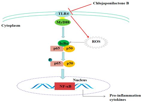 Molecules Free Full Text Chlojaponilactone B Attenuates