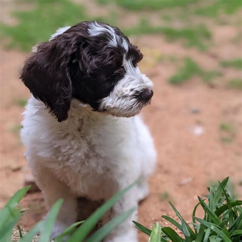 Finally Picked Up This Little Guy Yesterday Rlabradoodles