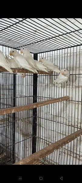 Fawn Java Lovebird Albino Red Eyes And Split Finches Birds Finches