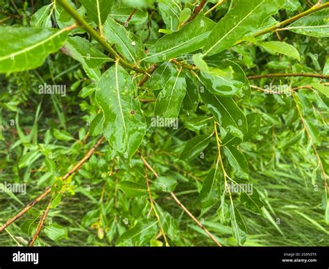 Pussy Willow Salix Discolor Stock Photo Alamy