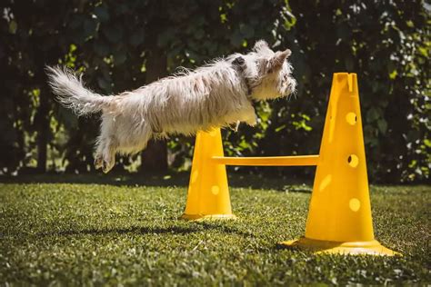 Flyball For Border Collies and Other Dogs: History, Benefits, Training & Competing ...