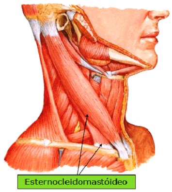 Anatomia Do Acesso Venoso Central