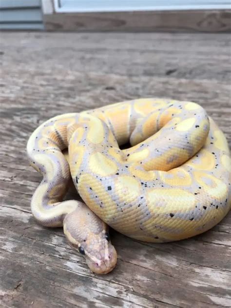 6 Surprising Benefits Of Owning A Python Snake As A Pet