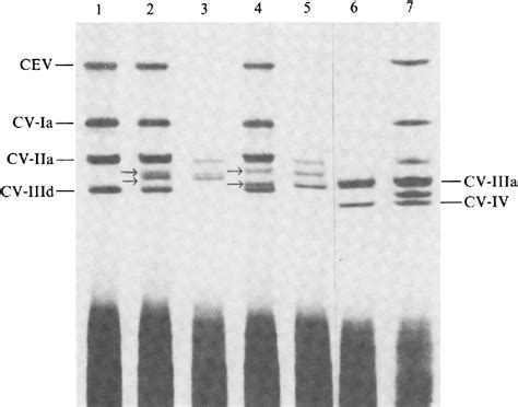 Figure 2 From A Definition Of Citrus Viroid Groups And Their