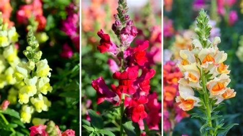 Descubre Las Características Y Cuidados Del Antirrhinum Majus O Boca De