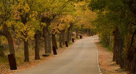 Fotos Gratis Rbol Naturaleza Bosque Planta La Carretera Luz De