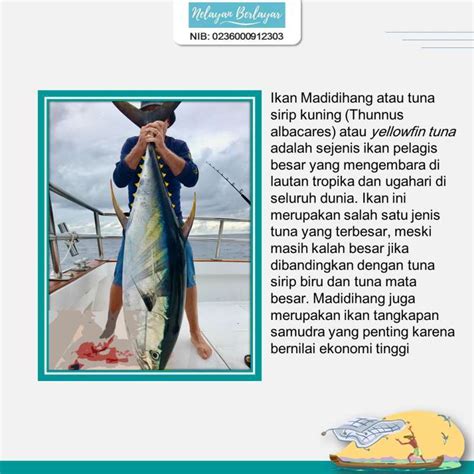 Promo Ikan Tuna Parcel Premiumfillet Tuna Parcel Premium Grade A 1kg