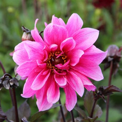 Dahlia, Peony-flowered