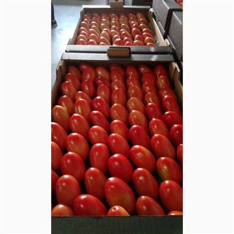 Купить ТОМАТ сливовидный оптом - Купить томат от производителя - Tomate ...