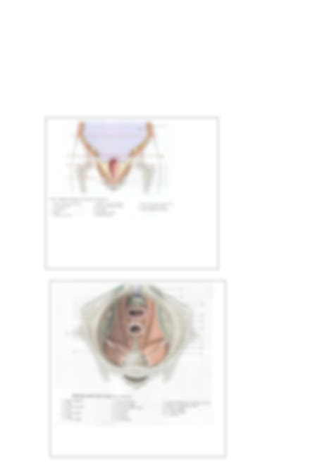 Solution Topographie Du Pelvis Nov Studypool