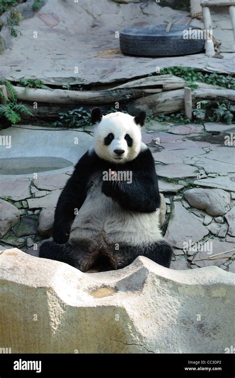 giant panda bear Stock Photo - Alamy