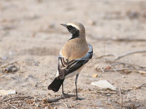 Desert Wheatear | KuwaitBirds.org