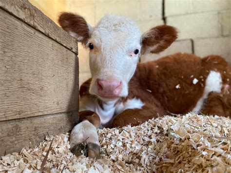 Dexter the cow | Barn Sanctuary