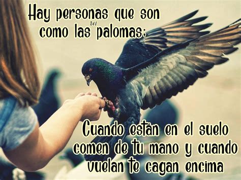 Hay Personas Que Son Como Las Palomas Cuando Est N En El Suelo Comen