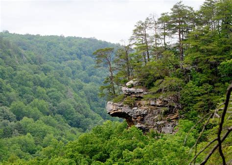 Appalachian Mixed Mesophytic Forests One Earth