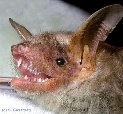 Lesser mouse eared bat - Alchetron, The Free Social Encyclopedia