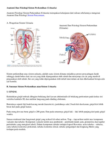 Sistem Perkemihan Jurnal Link Guru